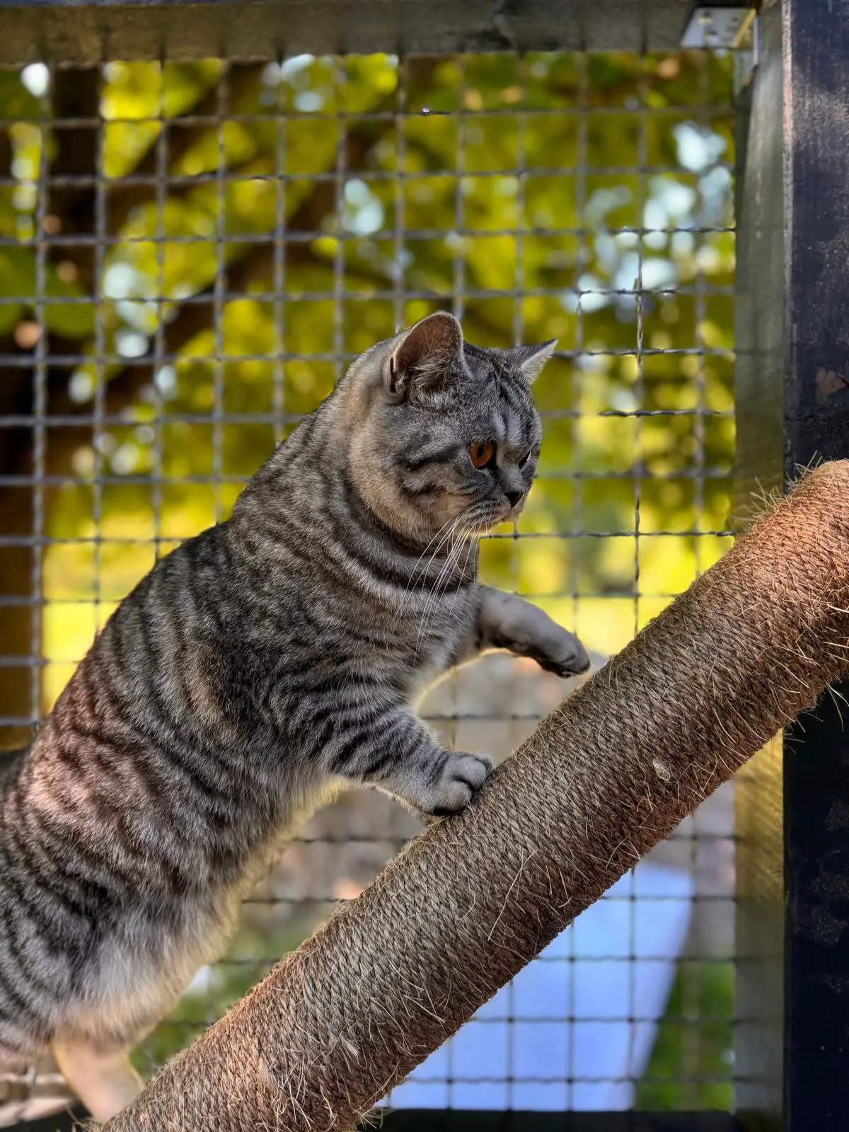 Katze Katzenpension Miau