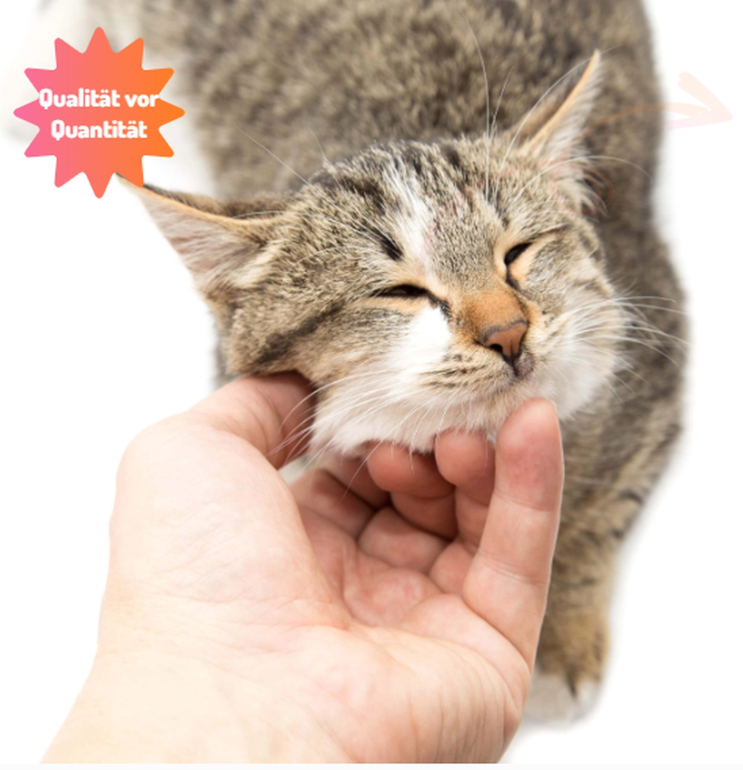 Katze Katzenpension MIAU